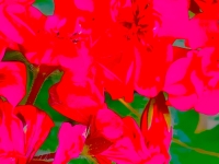 Geraniums3