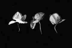 Memento Mori Three Orchids